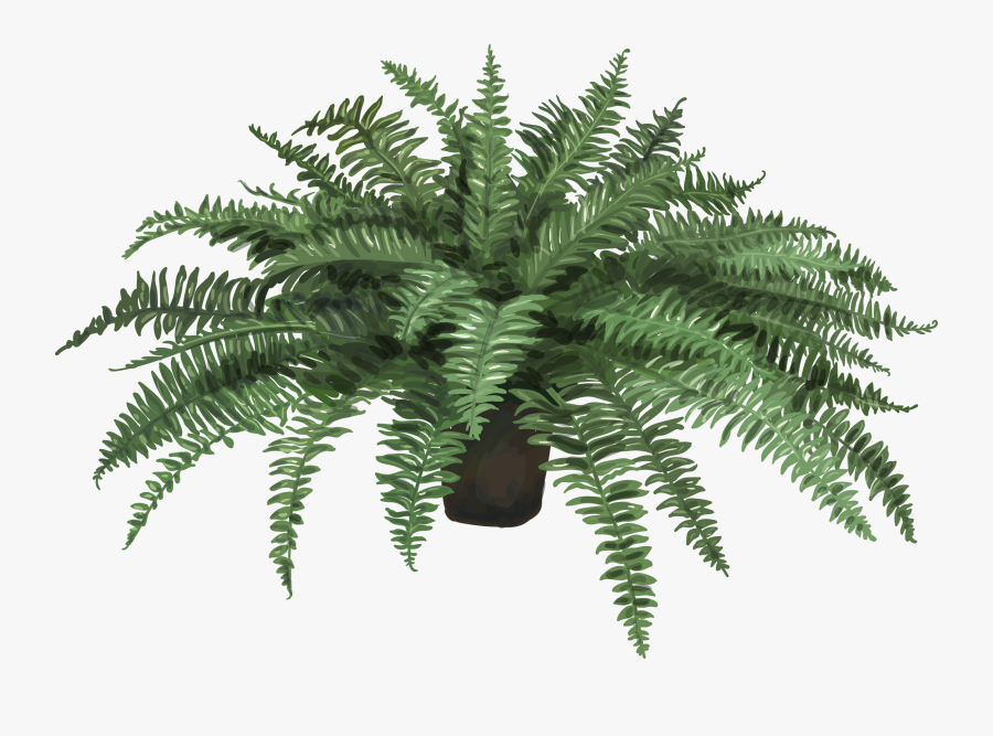 Nephrolepis Exaltata Fern Plant Leaf Artificial Flower - Artificial Fern In A Pot, Transparent Clipart