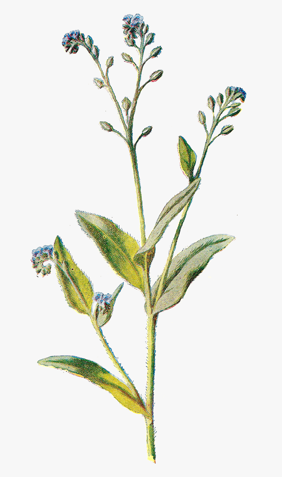 Wildflower Cliparts - Wildflower Drawing Transparent Background, Transparent Clipart