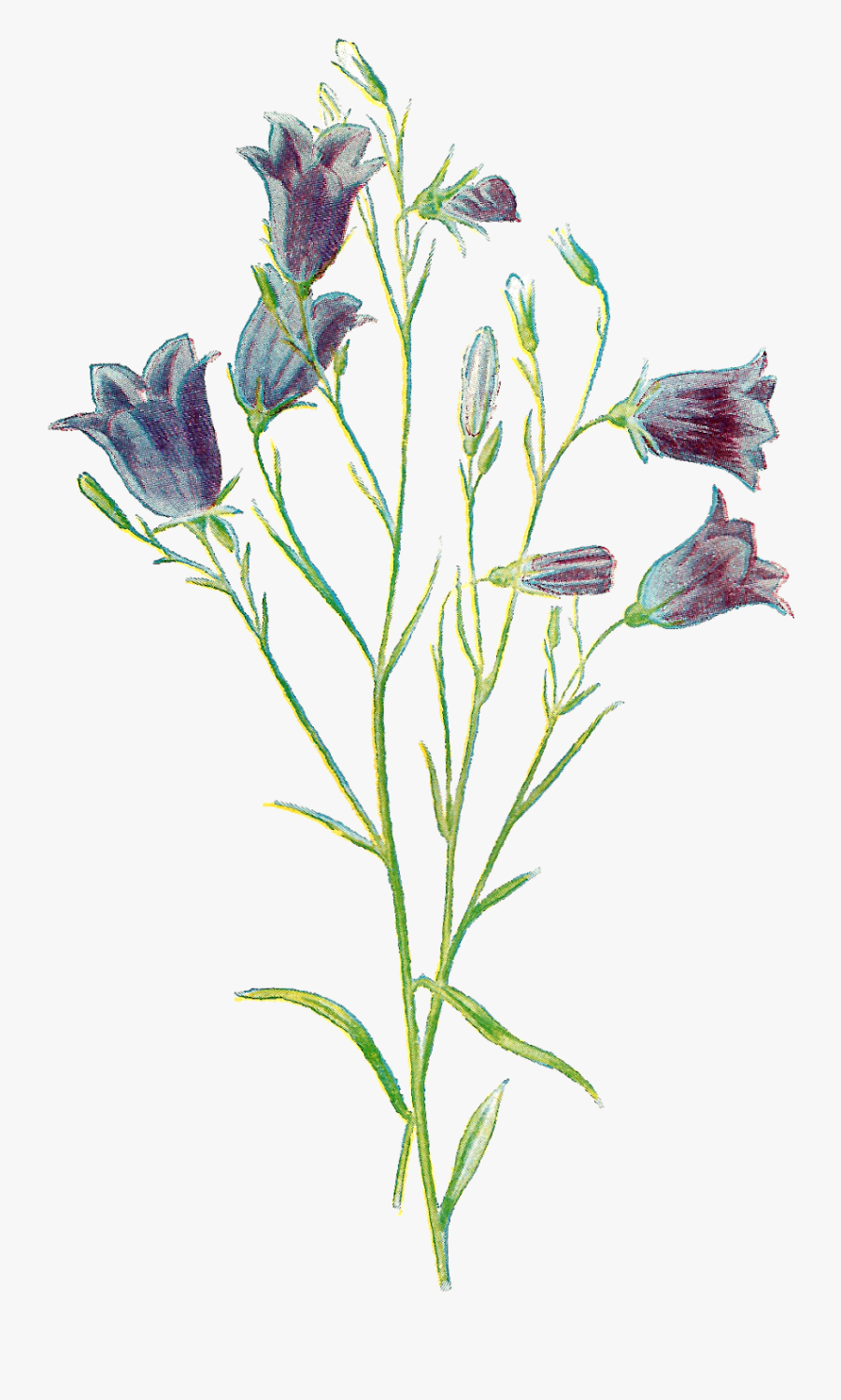 Wildflower Flower Digital Clipart Download Floral Artwork - Bellflower, Transparent Clipart