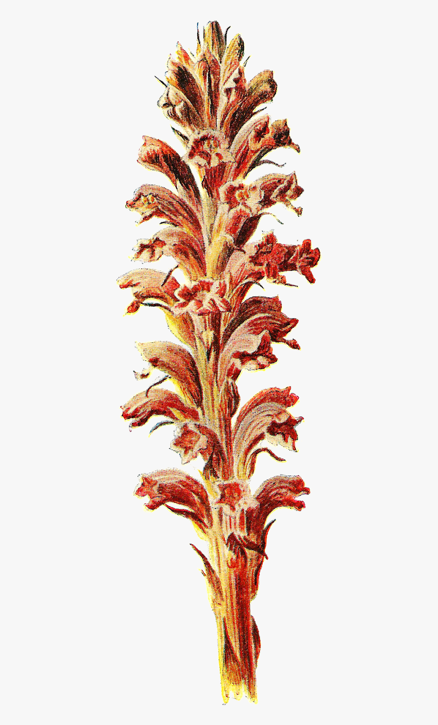 Botany, Transparent Clipart