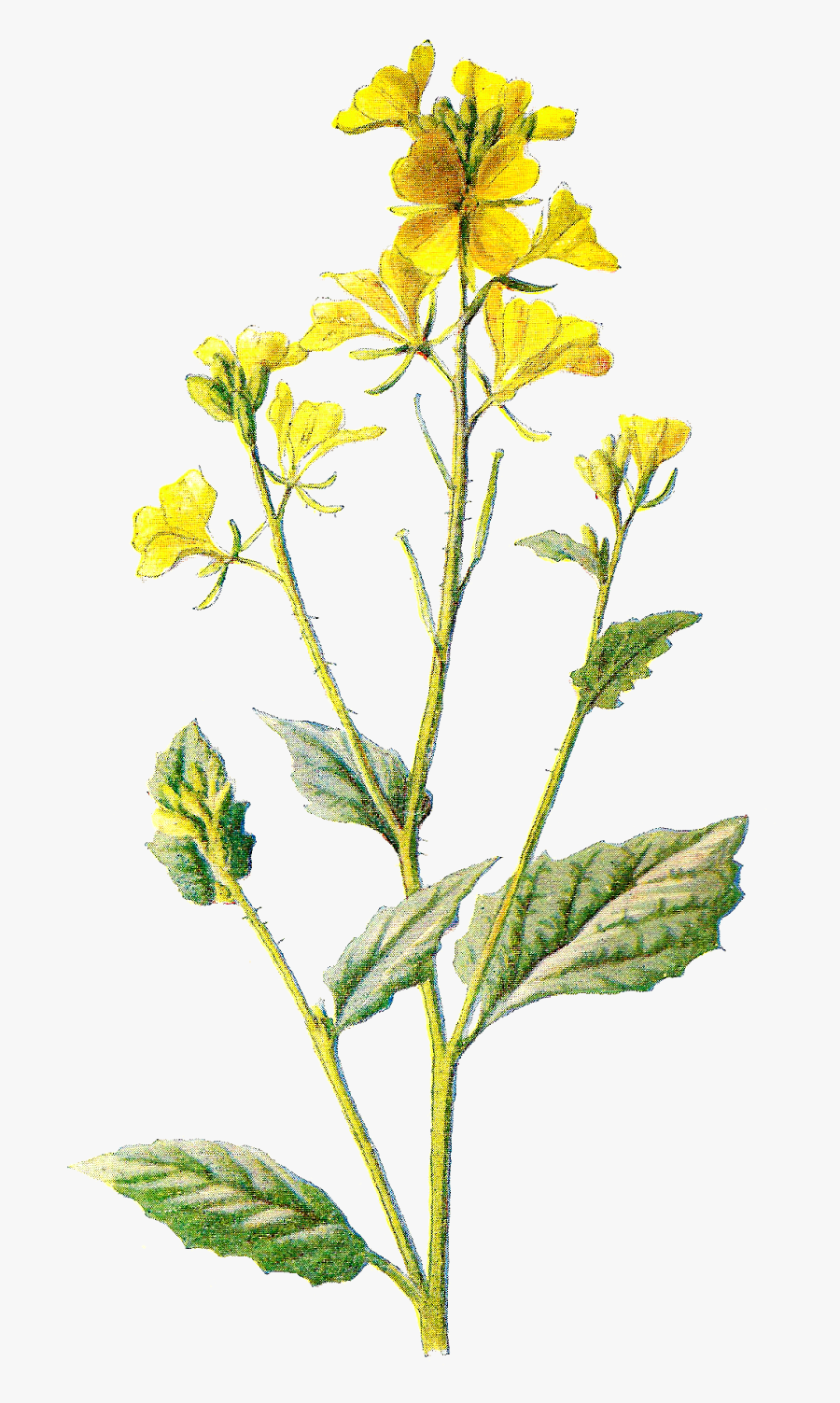 Digital Wildflower Downloads - Yellow Flowers Drawings Transparent, Transparent Clipart