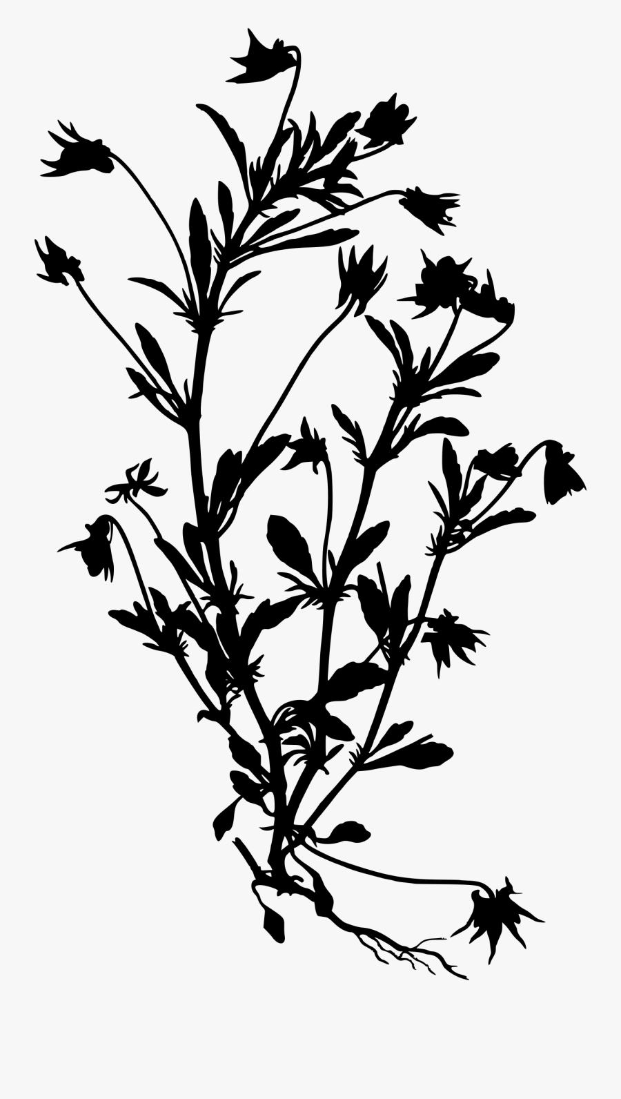Wildflower Clipart Black Grey - Viola Tricolor Drawing, Transparent Clipart