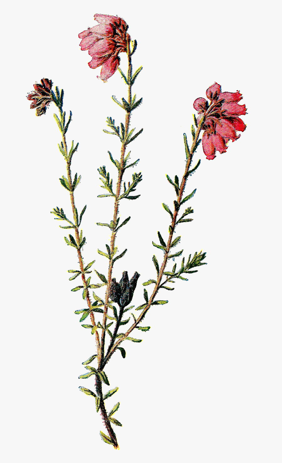 Vintage Scrapbooking Wildflower Clip Art Of Flower - Transparent Background Wild Flowers Png, Transparent Clipart