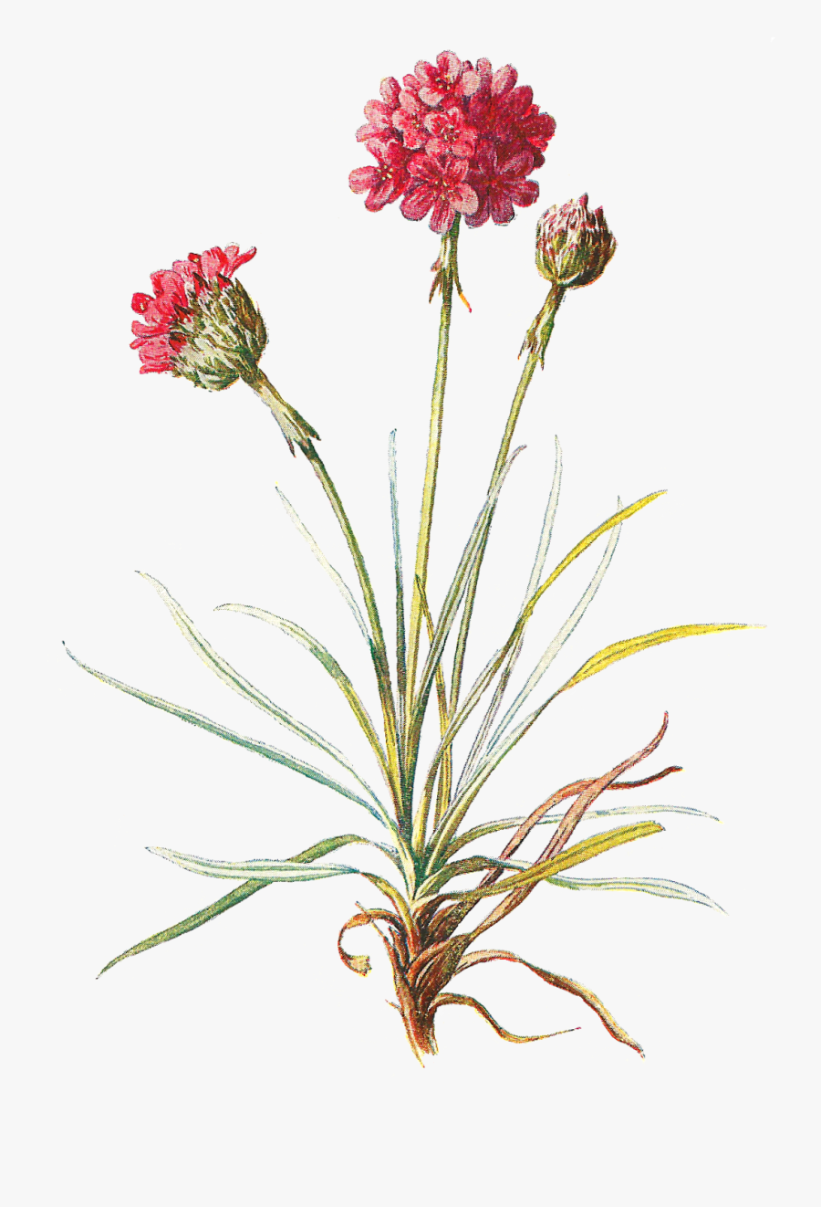 Clip Freeuse Antique Images Wildflower Stock Image - Transparent Background Wild Flowers Png, Transparent Clipart