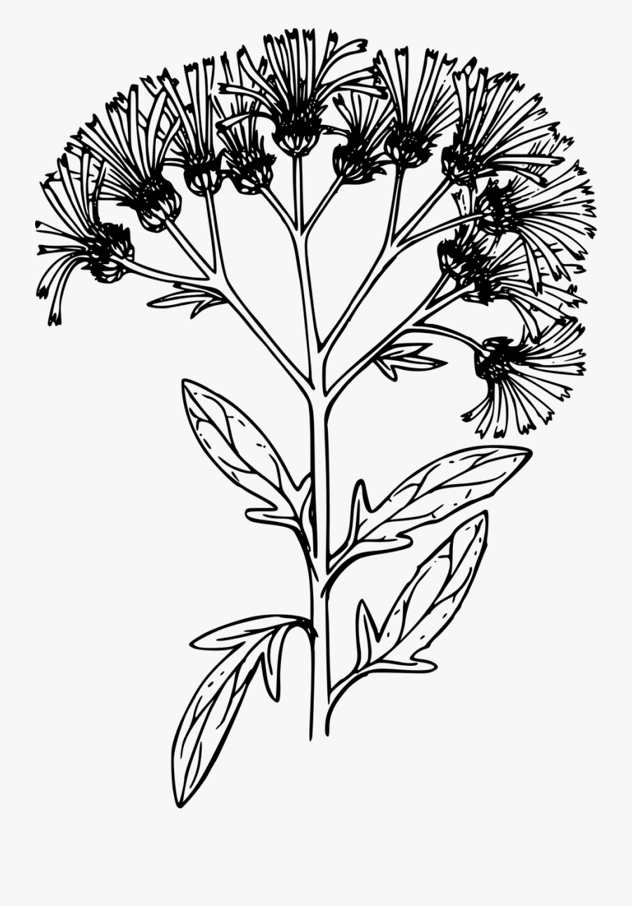 Chrysanths, Transparent Clipart