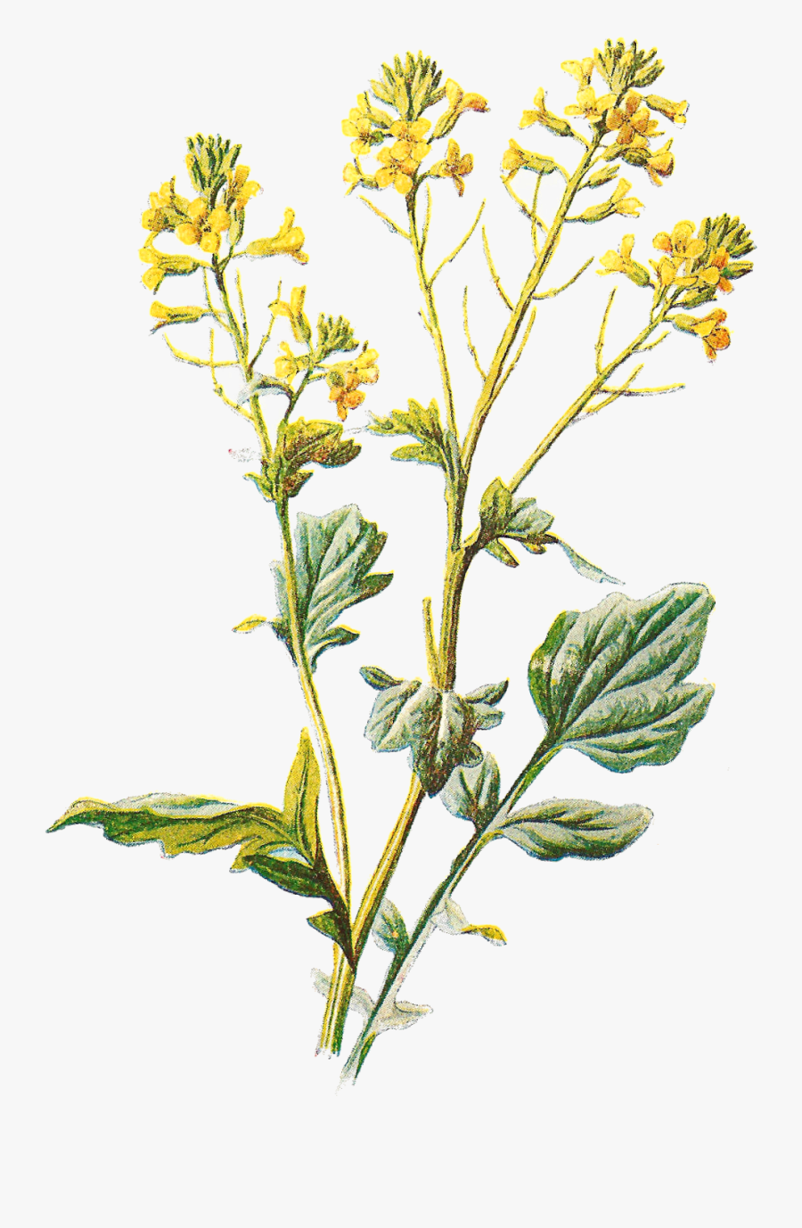 Clip Art Antique Images Digital Wildflower Image Tansy, Transparent Clipart