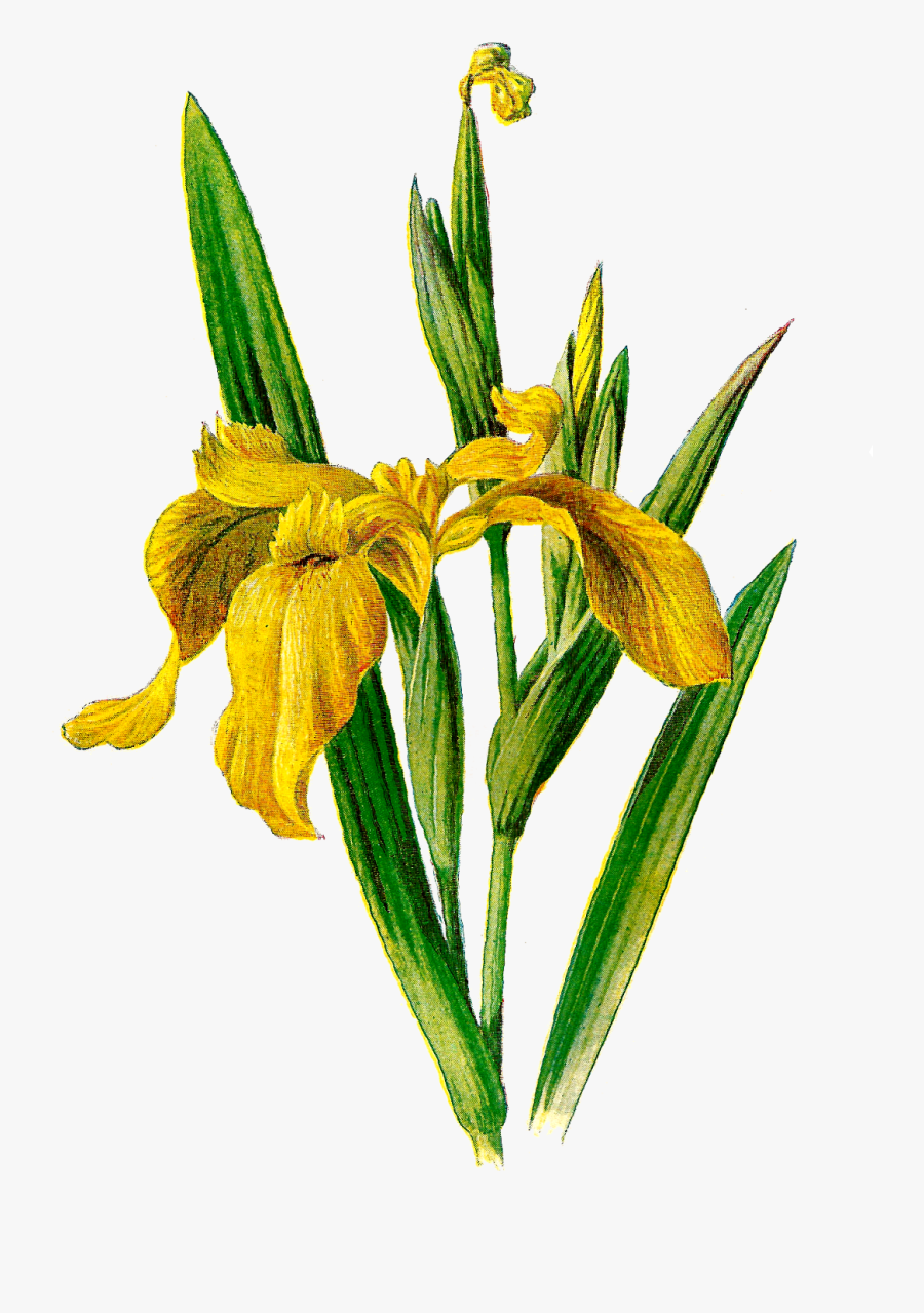 Free Clip Art Vintage Wildflowers, Transparent Clipart