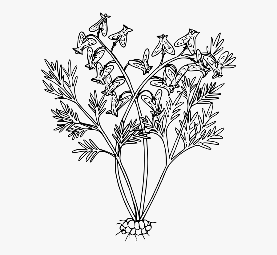 Line Art,plant,flora - Flowering Plants Black And White, Transparent Clipart
