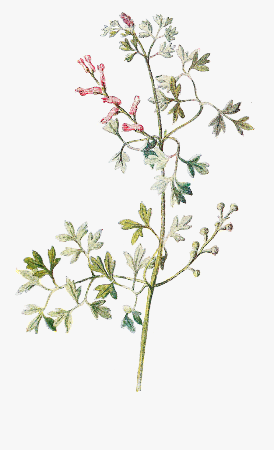 Transparent Wildflowers Clipart - Transparent Wildflowers Png, Transparent Clipart