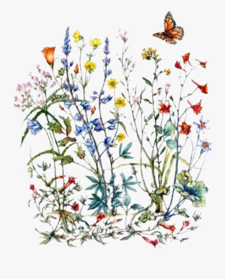 Image Result For Wildflowers Nz Graphics - Vintage Botanical Illustration Wildflower, Transparent Clipart