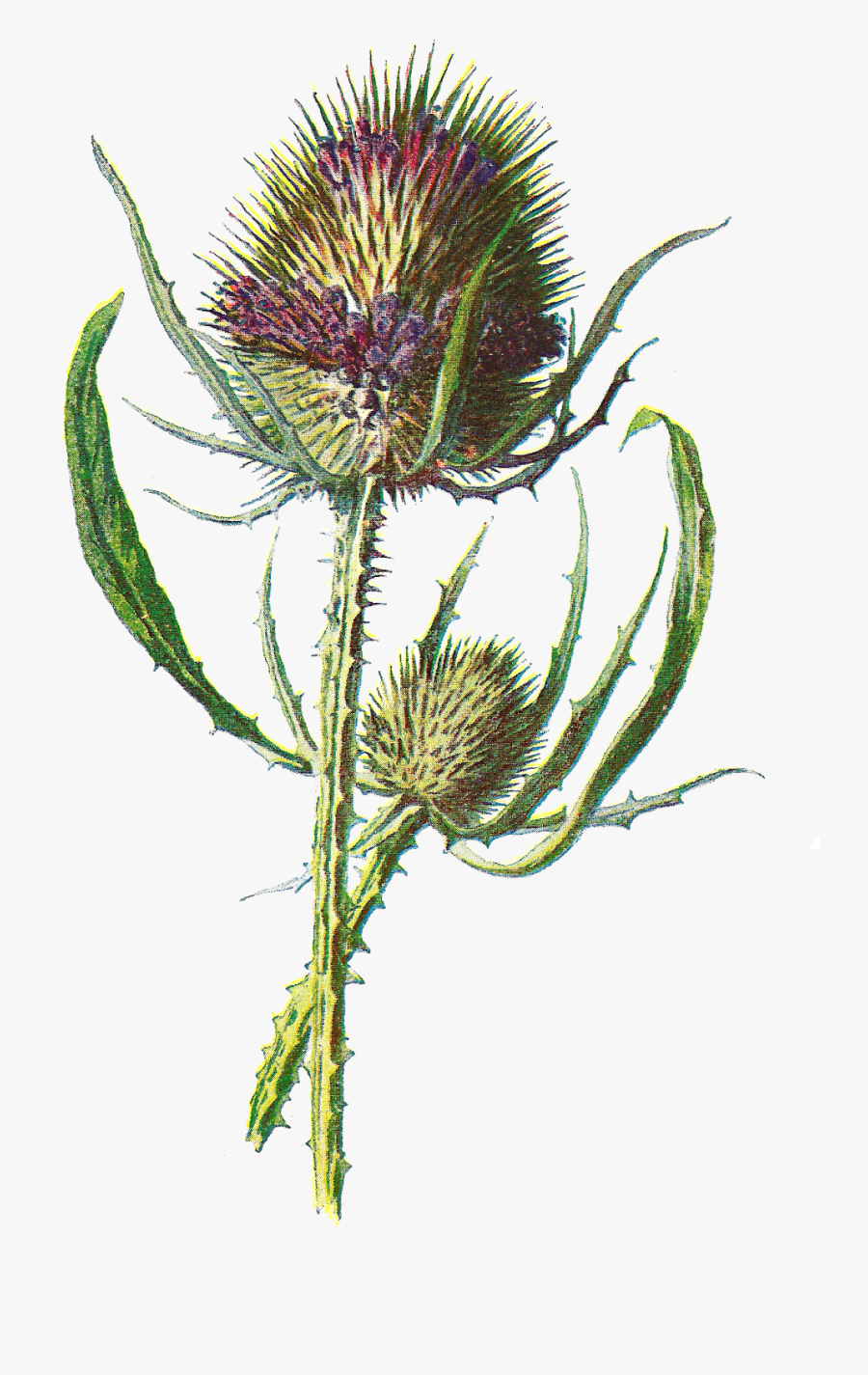 Free Digital Flower Clip Art - Botanical Scottish Thistle Illustration, Transparent Clipart