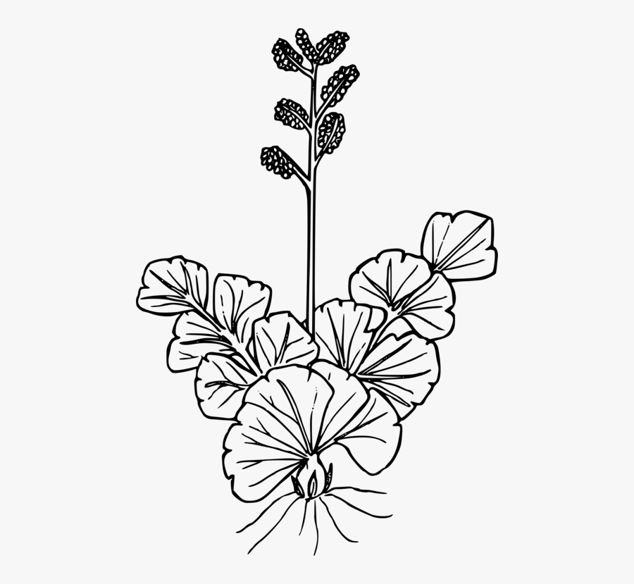 Line Art,plant,flora - Wildflower, Transparent Clipart