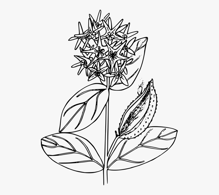 Transparent Planting Clipart Black And White - Milkweed Black And White, Transparent Clipart