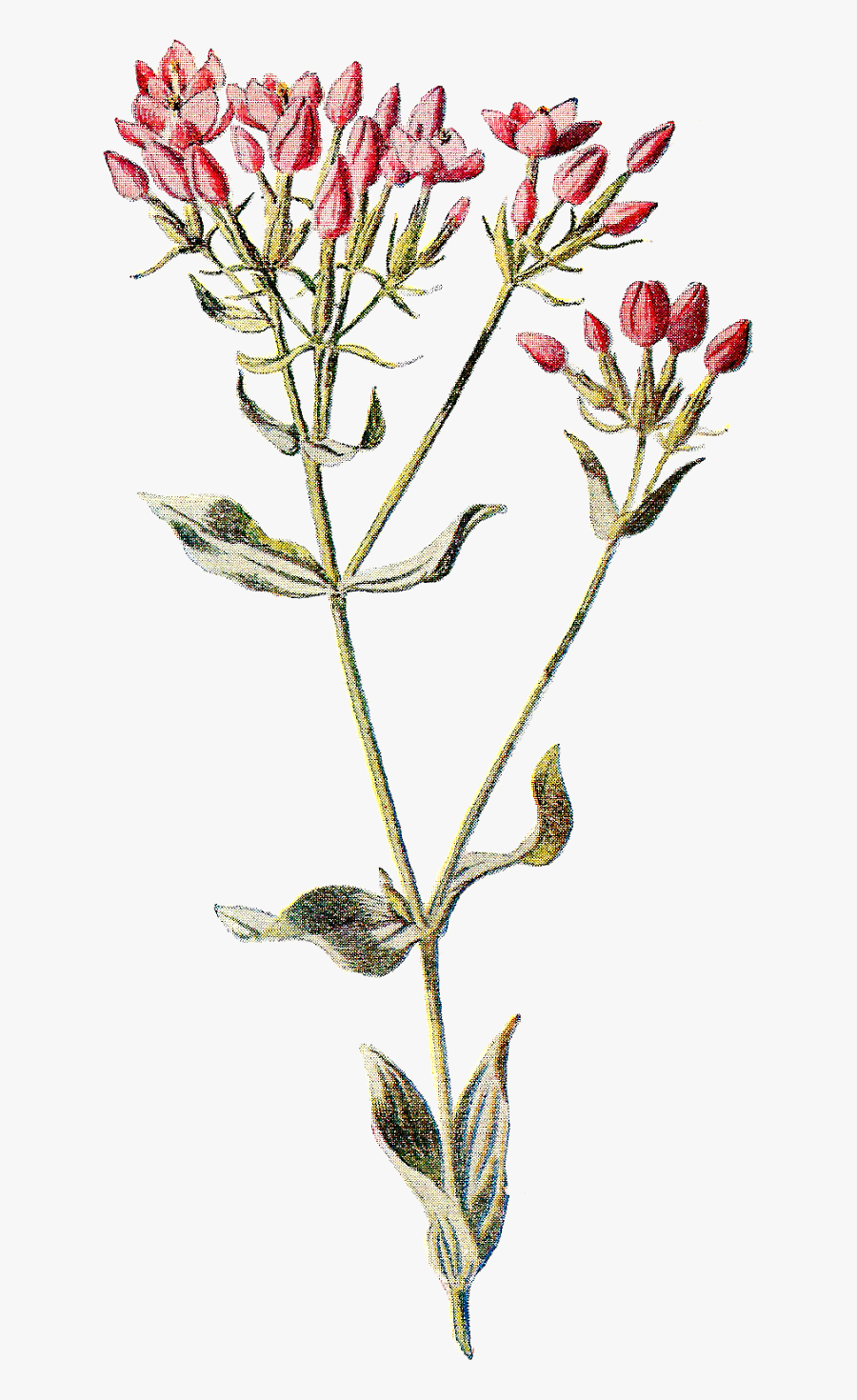 Familiar Wild Flowers Botany Wildflower Botanical Illustration - Transparent Wildflowers Png, Transparent Clipart