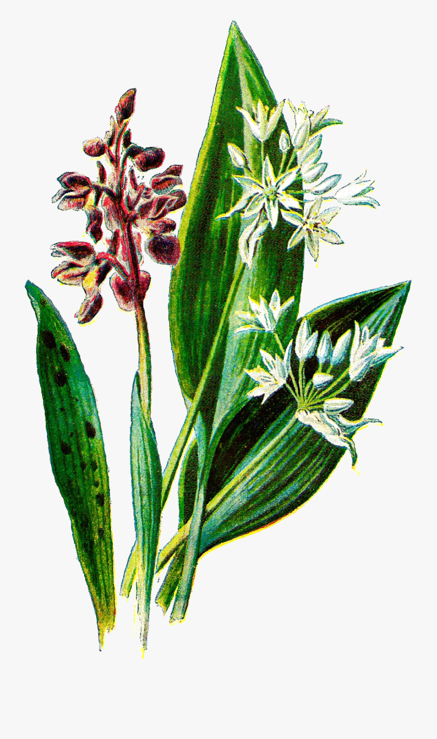Digital Botanical Flower Download Of Wildflower - Illustration, Transparent Clipart