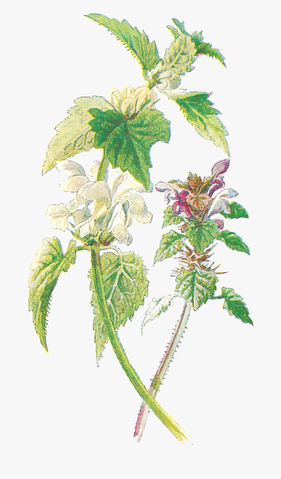 Wildflower Clipart Botanical Illustration - Botanic Illustration Wild Flower, Transparent Clipart