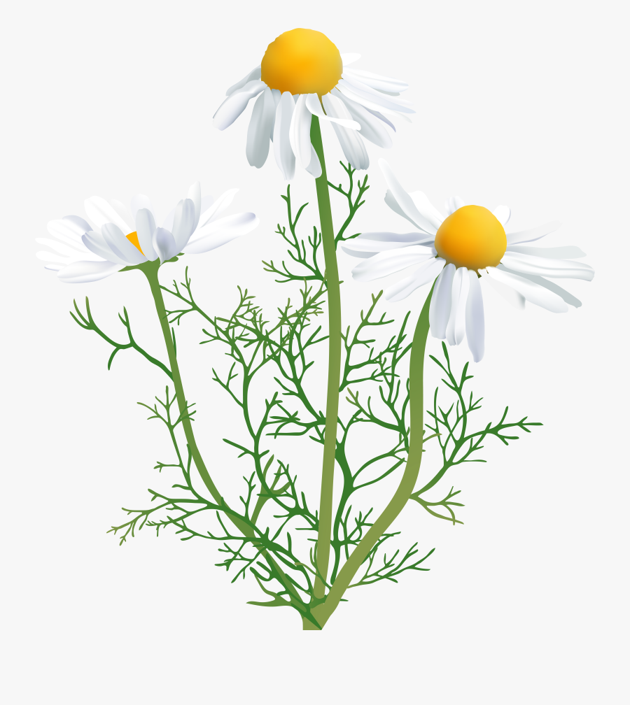 Daisy Clipart Wildflower, Transparent Clipart