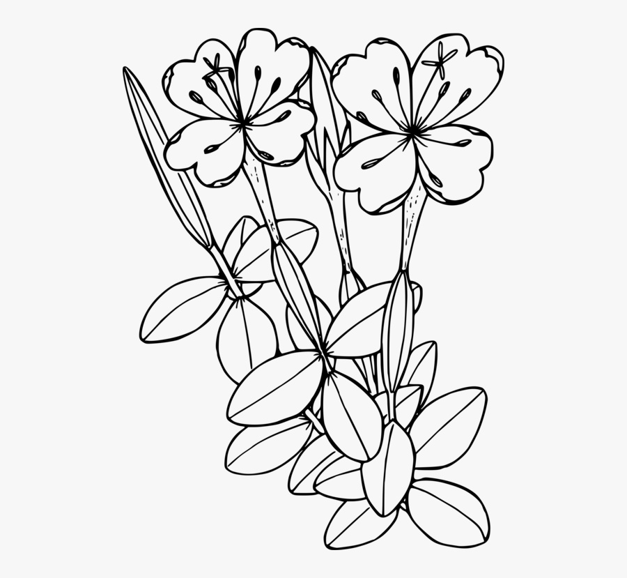 Art,symmetry,monochrome Photography - Fireweed Colouring Page, Transparent Clipart