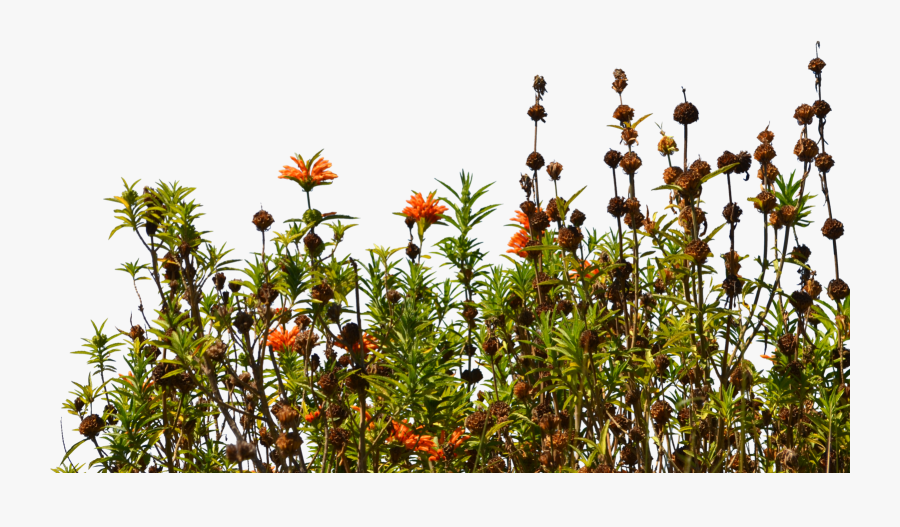 Transparent Wildflowers Clipart - Transparent Background Wildflowers Png, Transparent Clipart