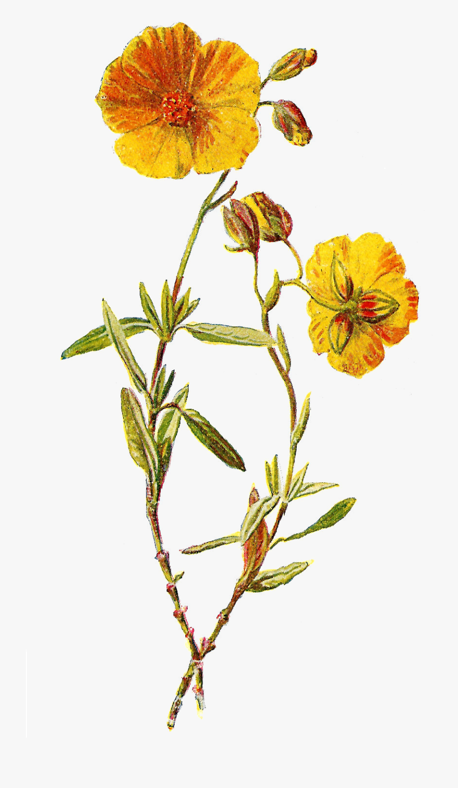 Transparent Botanical Clipart - Wild Flower Png, Transparent Clipart