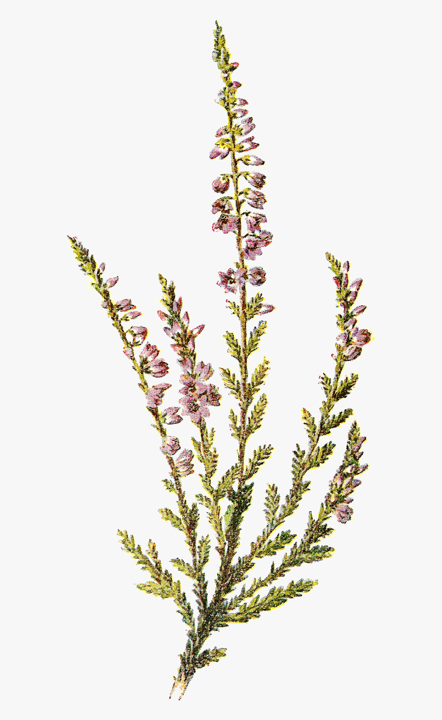 Southernwood, Transparent Clipart