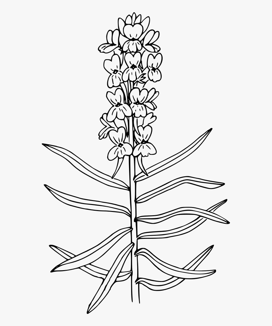 Line Art,plant,flora - Yellow Toadflax Drawing, Transparent Clipart
