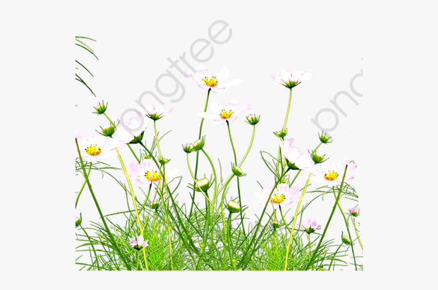 Jungle Wildflowers - Wildflowers Transparent Background, Transparent Clipart
