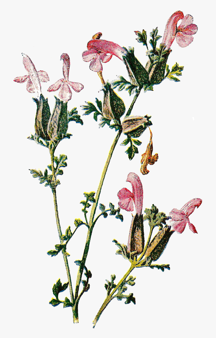 Digital Wildflower Clip Art - Cypripedium, Transparent Clipart