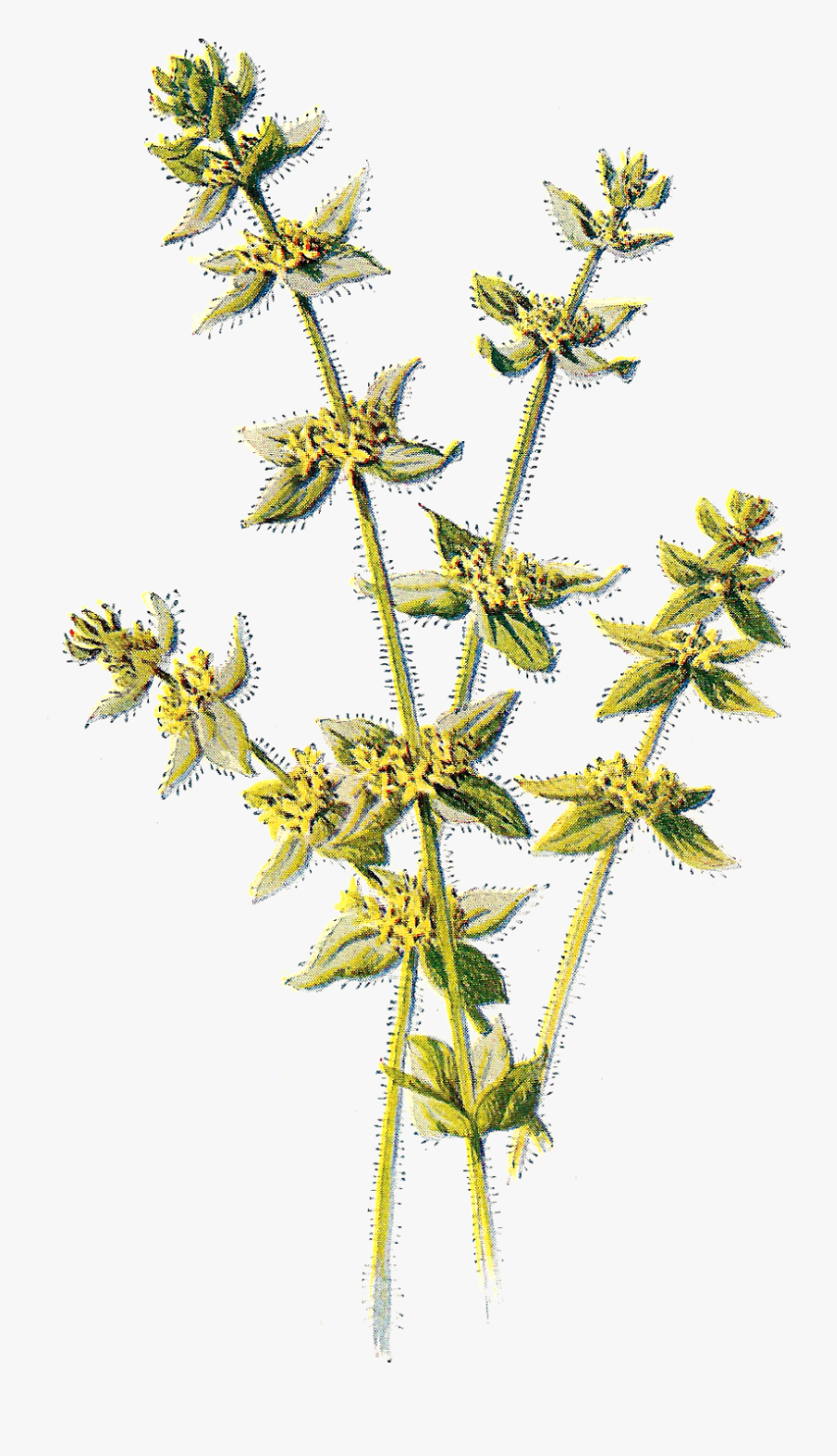Free Digital Flower Clip Art - Cruciata Laevipes, Transparent Clipart
