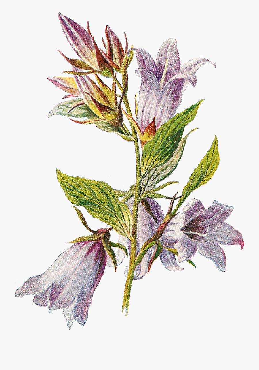 Transparent Free Wildflower Clipart, Transparent Clipart