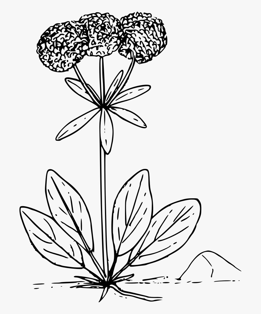 Art,symmetry,monochrome Photography - Buckwheat Png Draw, Transparent Clipart