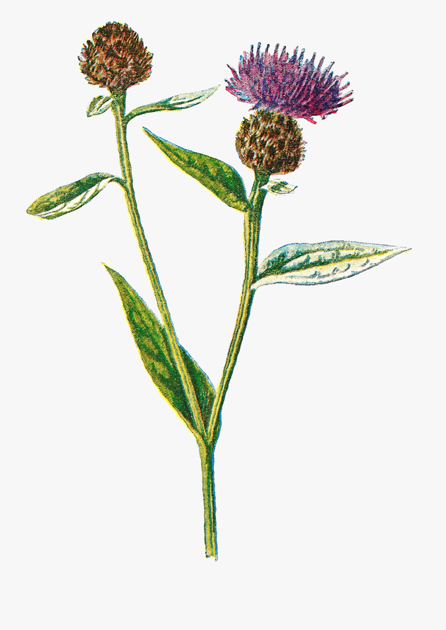 Flower, Transparent Clipart