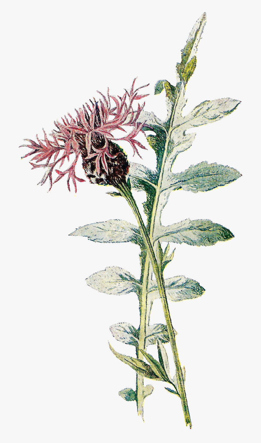 Transparent Vintage Wildflower Clipart, Transparent Clipart