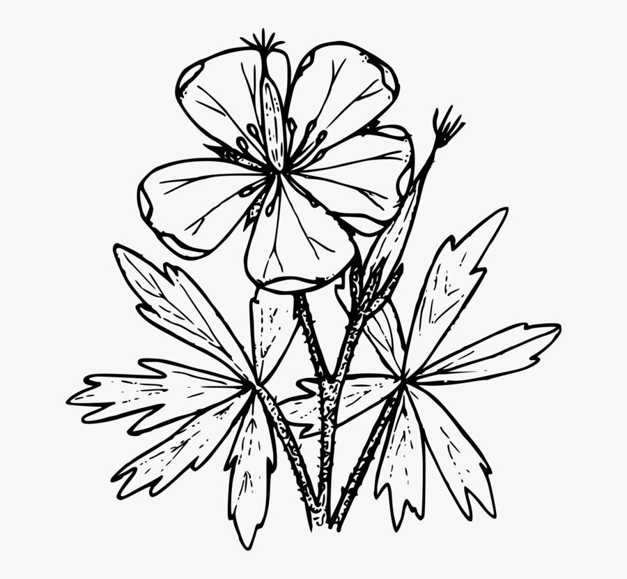 Symmetry,monochrome Photography,petal - Wildflowers Of Colorado Coloring Page, Transparent Clipart