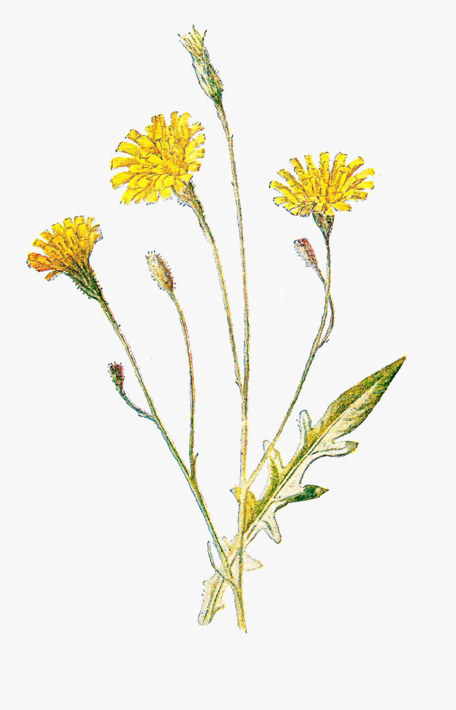 1 Kbytes, Ultra Big, - Wild Flowers Png, Transparent Clipart