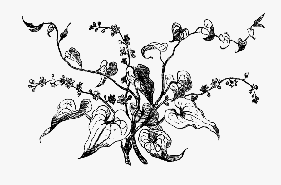 Transparent Flower Stem Clipart Black And White - Bryony Flower Line Drawing, Transparent Clipart