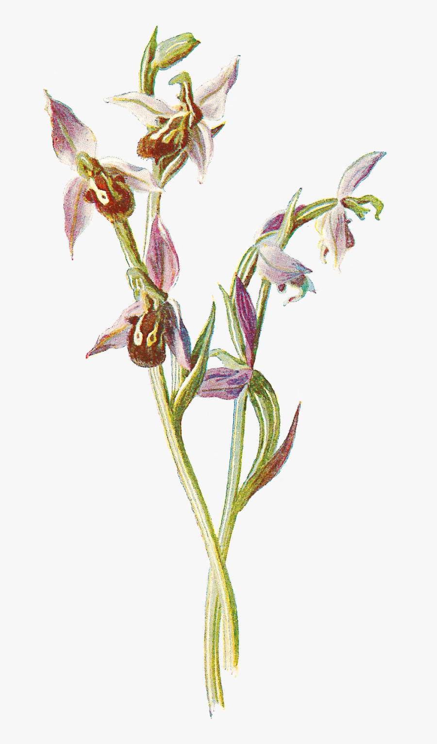 Free Digital Wildflower Download Orchid Flower - Ophrys Png, Transparent Clipart