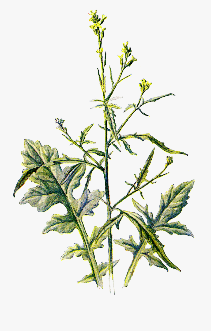 Wildflower Clipart Tiny Flower - Tiny Leaf Transparent Background, Transparent Clipart