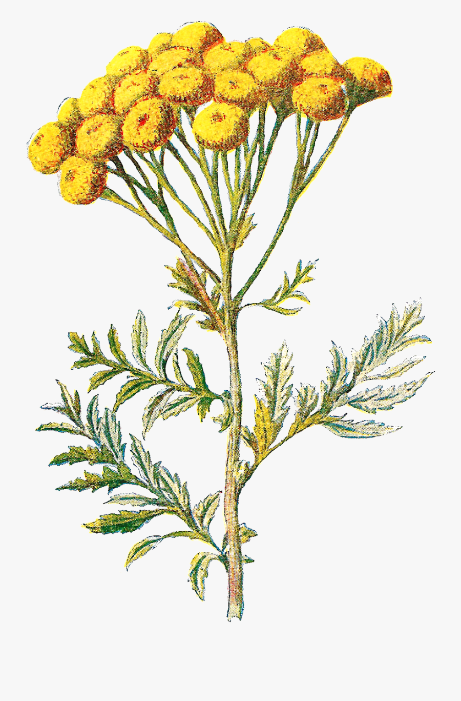 Wildflower Image Tansy Digital - Tansy Wildflower, Transparent Clipart