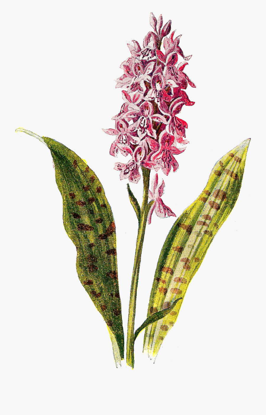 Spotted Orchid Clip Art - Orchids, Transparent Clipart