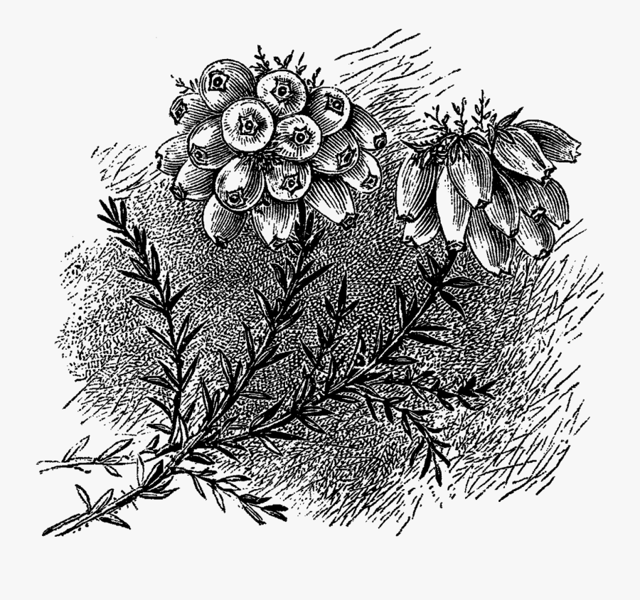 Digital Stamp Design - イラスト 龍神, Transparent Clipart