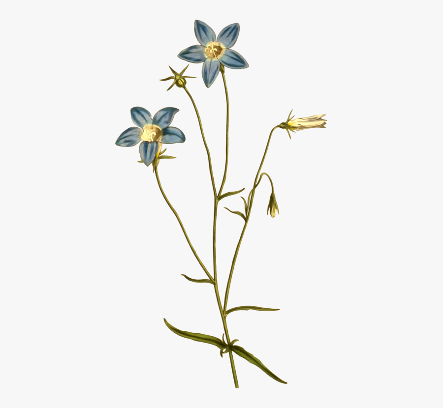 Botany Curtis"s Botanical Magazine Flower Apple Berry - Australian Native Flowers Botanical, Transparent Clipart