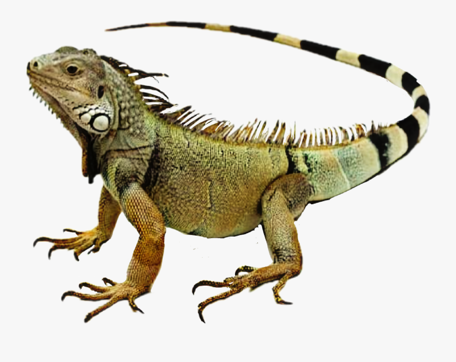 Iguana Png, Transparent Clipart