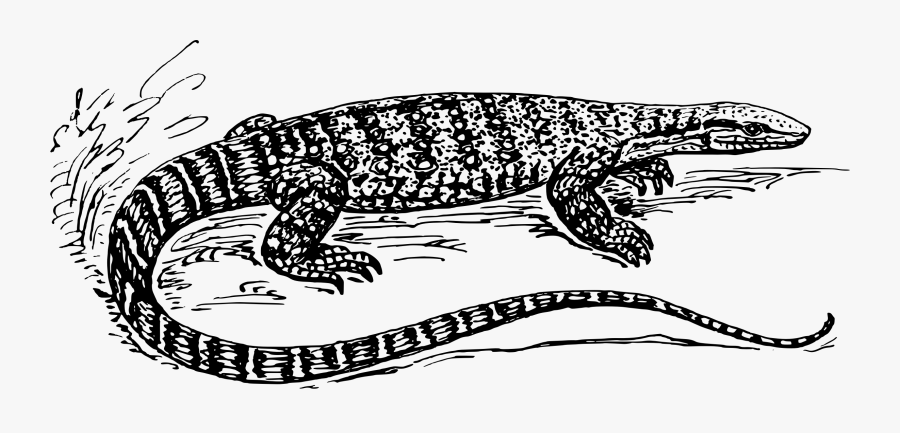 Reptile,art,carnivoran - Monitor Lizard Coloring Pages, Transparent Clipart