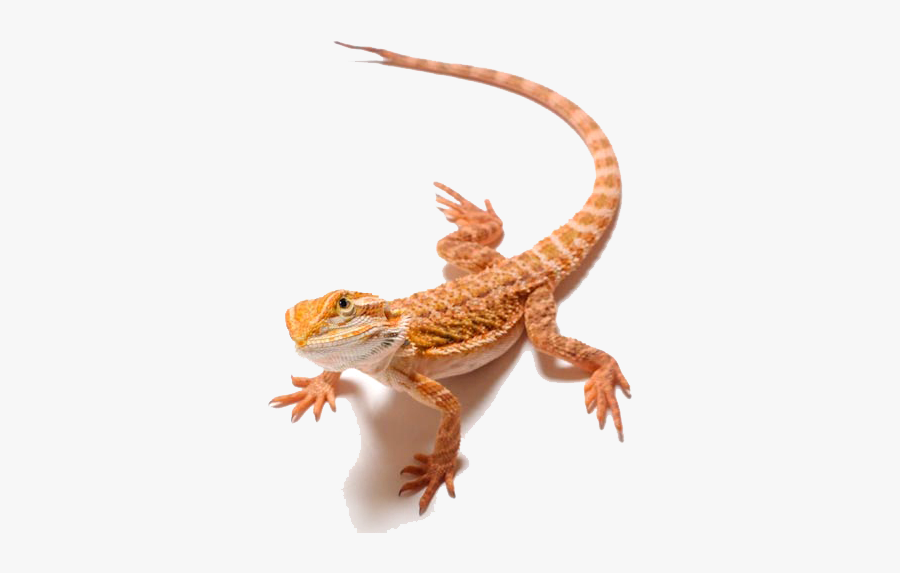 Bearded Dragon Png Clipart - Bearded Dragon Png File, Transparent Clipart