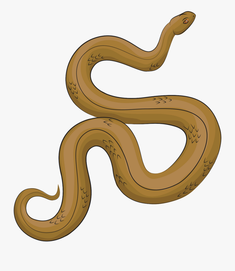 Boa, Transparent Clipart