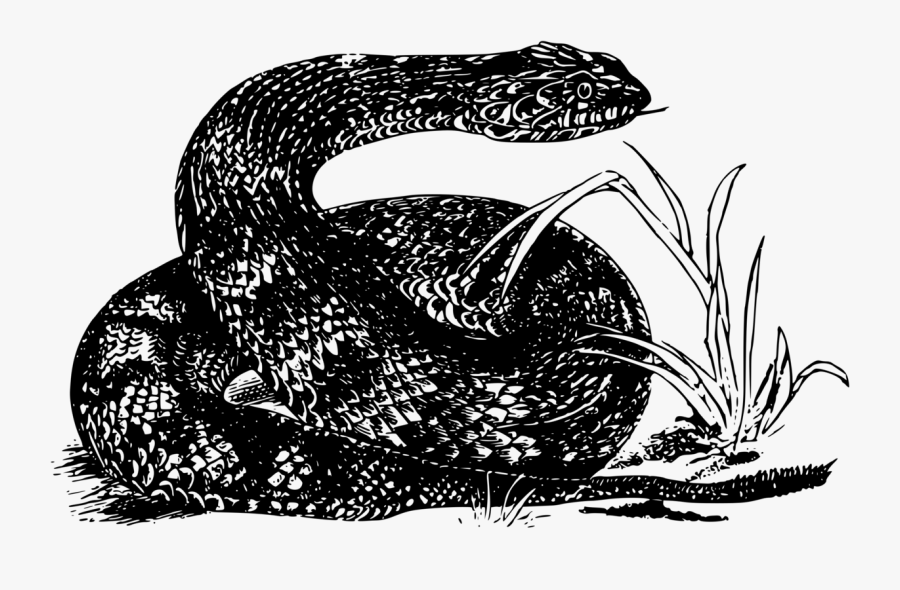 Viper Fish Clipart - Snakes, Transparent Clipart