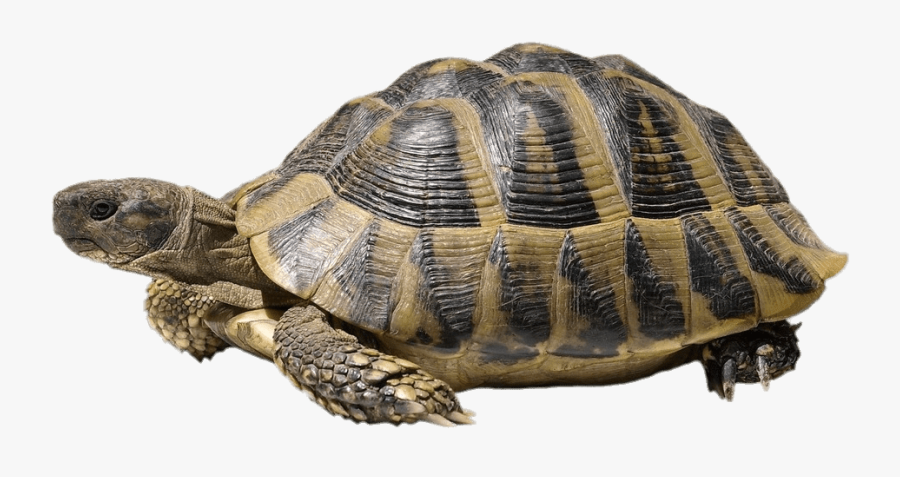 Turtle With White Background, Transparent Clipart