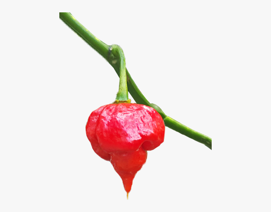 Clip Art Malagueta Pepper - Habanero Chili, Transparent Clipart