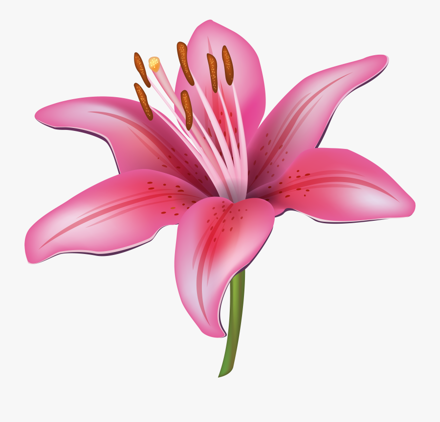 Flowers Png Lily - Vector Lily Flower Png, Transparent Clipart